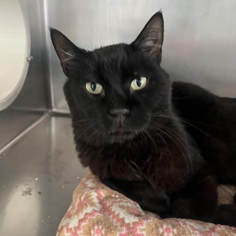 Vader, Adoptable, Adult Male Domestic Short Hair.