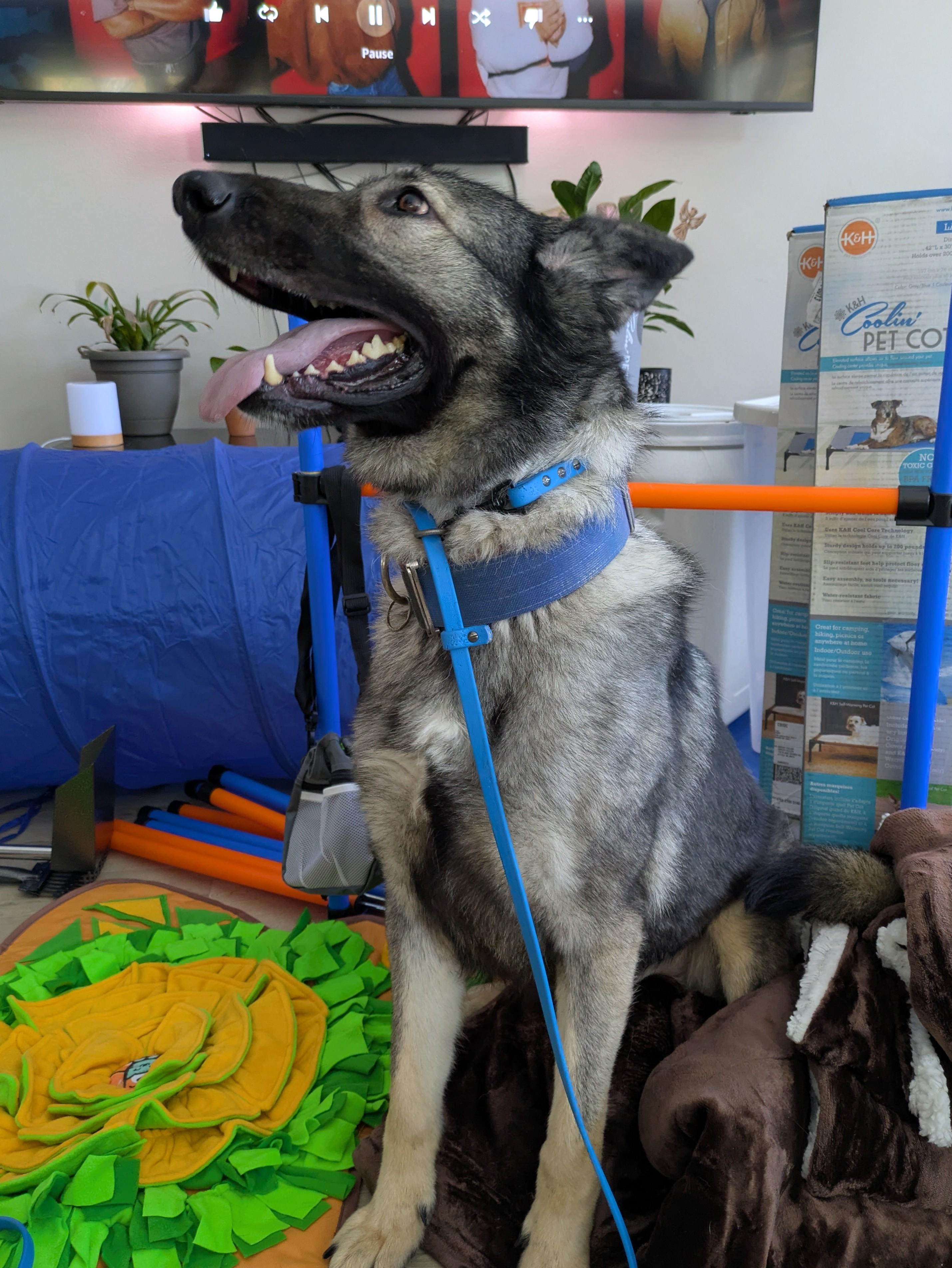 Enlarge Jasmine, a ADOPTABLE German Shepherd Dog in Attica, MI image 5/5