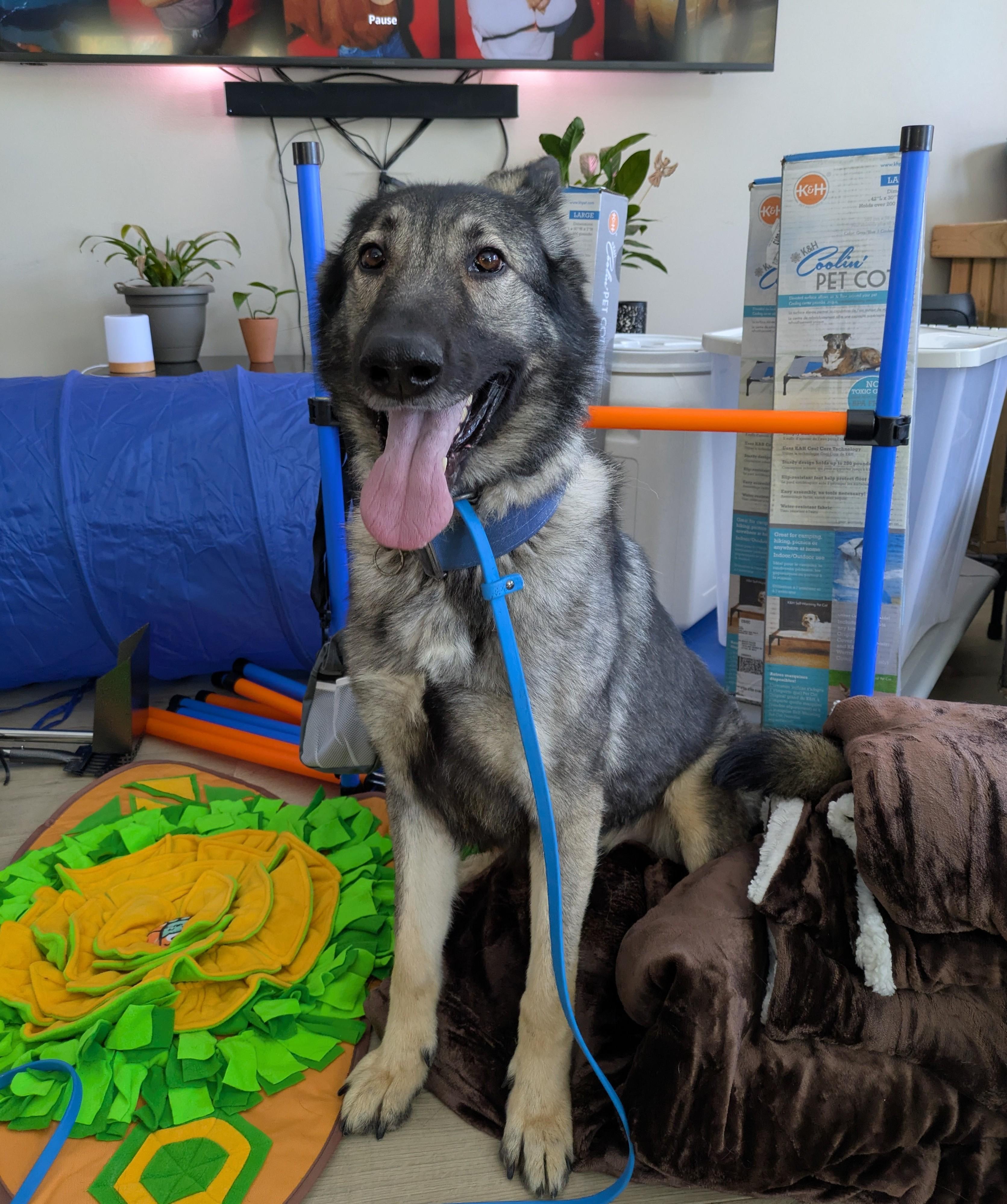 Enlarge Jasmine, a ADOPTABLE German Shepherd Dog in Attica, MI image 3/5