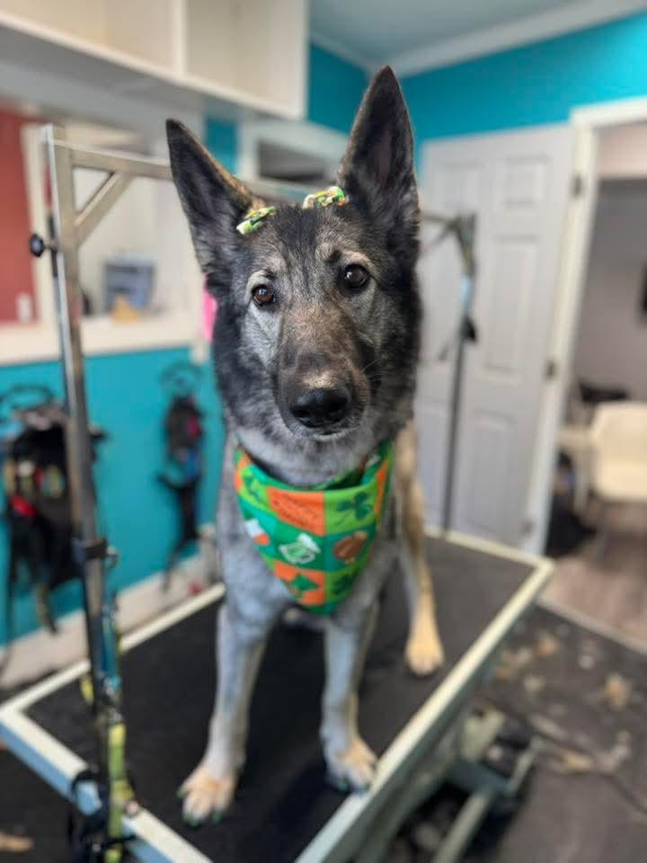 Enlarge Jasmine, a ADOPTABLE German Shepherd Dog in Attica, MI image 1/5