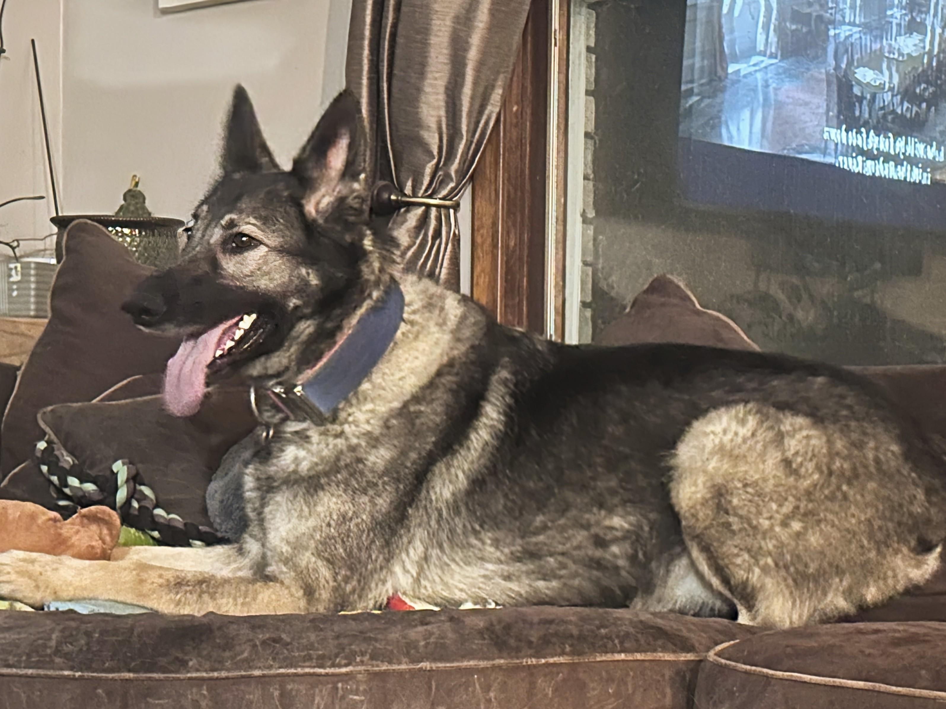 Enlarge Jasmine, a ADOPTABLE German Shepherd Dog in Attica, MI image 4/5