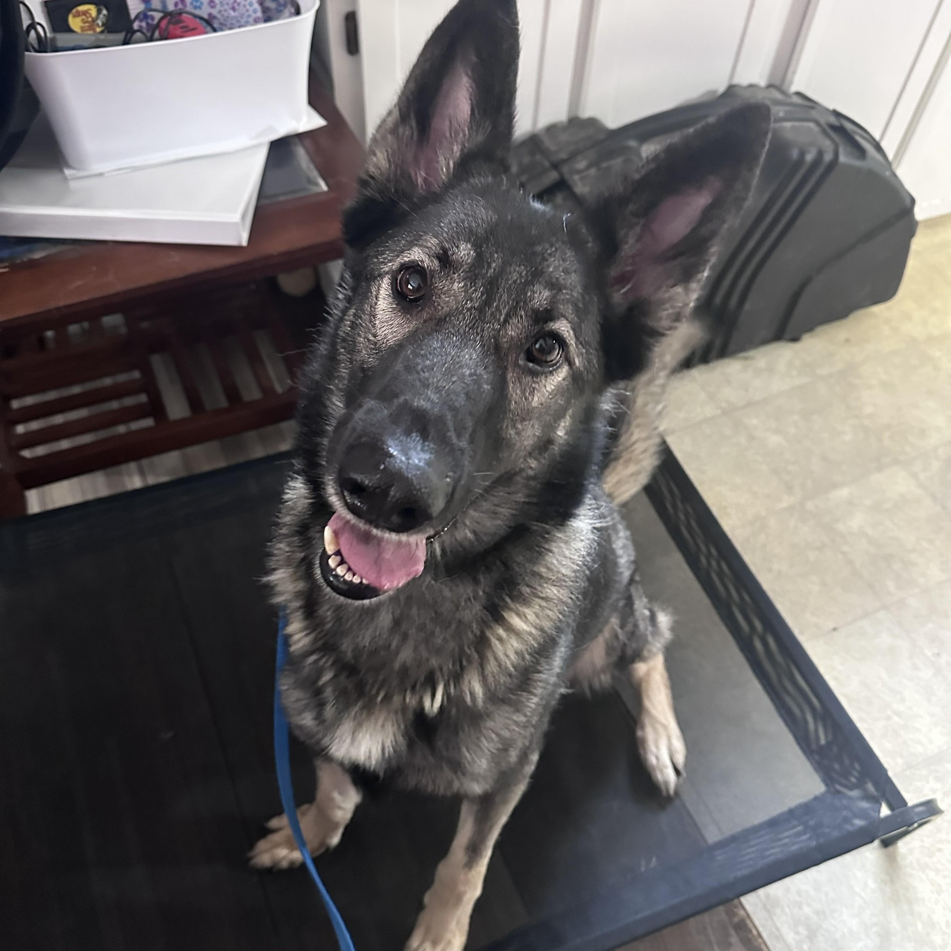 Enlarge Jasmine, a ADOPTABLE German Shepherd Dog in Attica, MI image 2/5