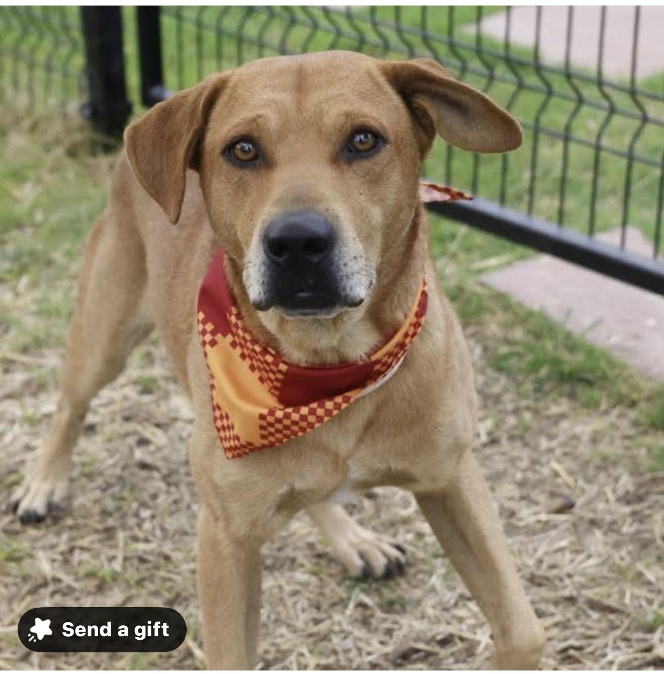 RUSTY, ADOPTABLE, Young Male Hound & Labrador Retriever.