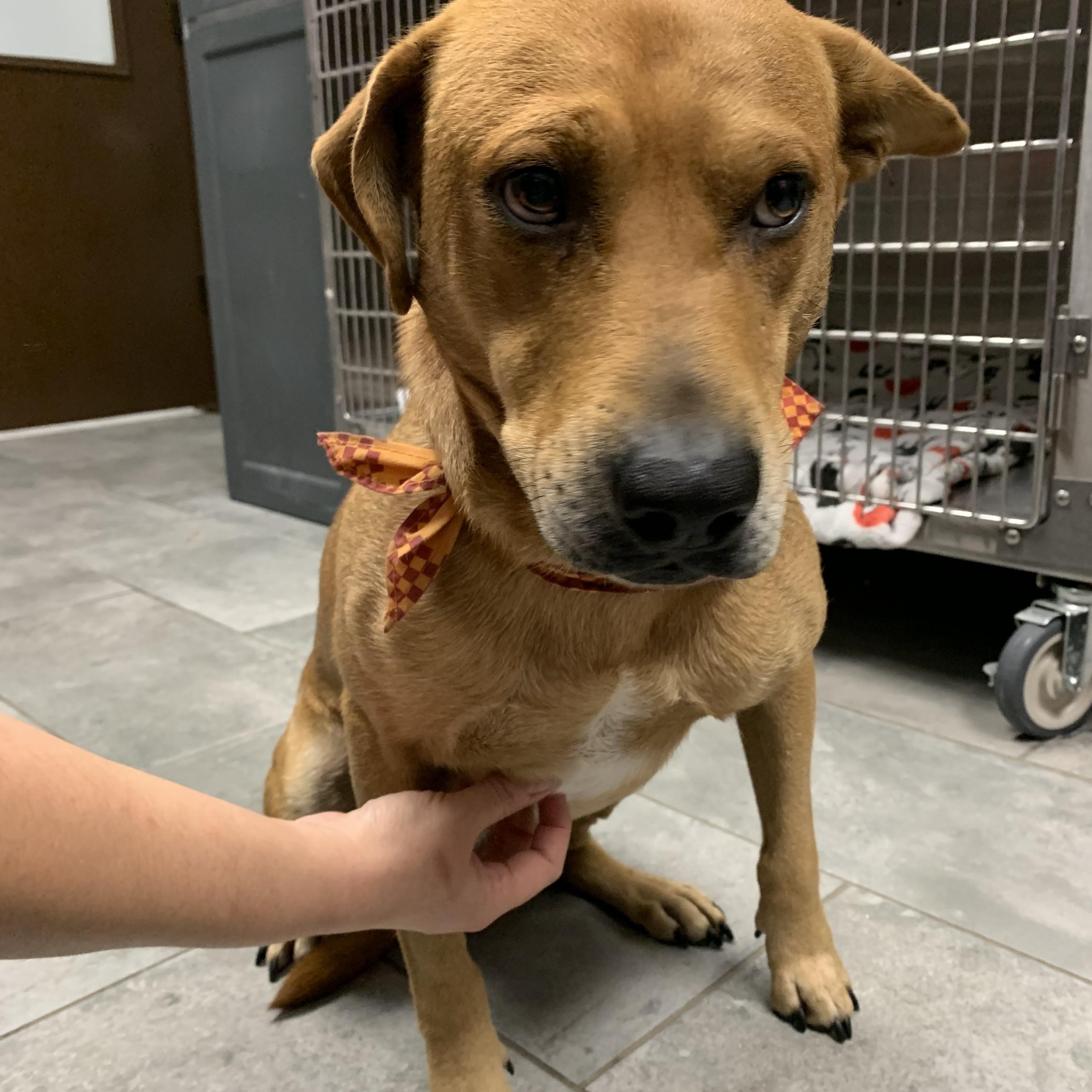 Enlarge SCOOBY, a ADOPTABLE mixed breed in New Paltz, NY image 2/3