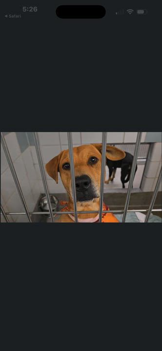 Enlarge SCOOBY, a ADOPTABLE mixed breed in New Paltz, NY video 3/3