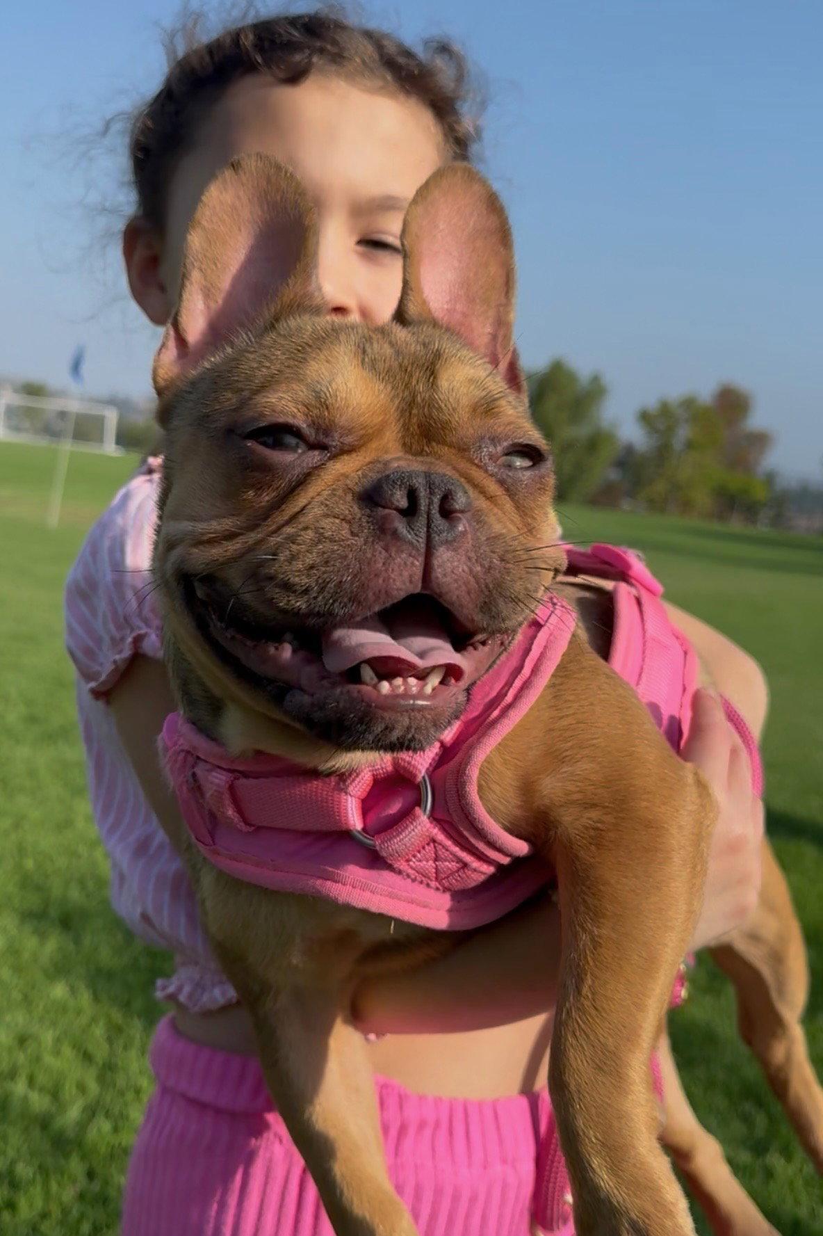 Chanel, a Adoptable French Bulldog in Capistrano Beach, CA image 1/3