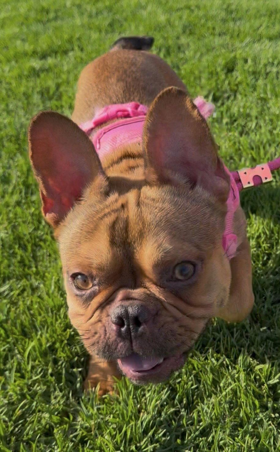 Chanel, a Adoptable French Bulldog in Capistrano Beach, CA image 2/3