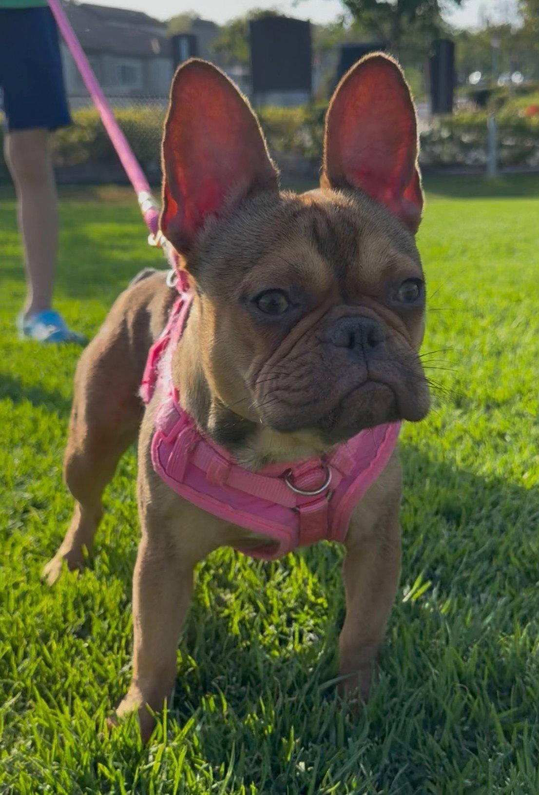 Chanel, a Adoptable French Bulldog in Capistrano Beach, CA image 3/3