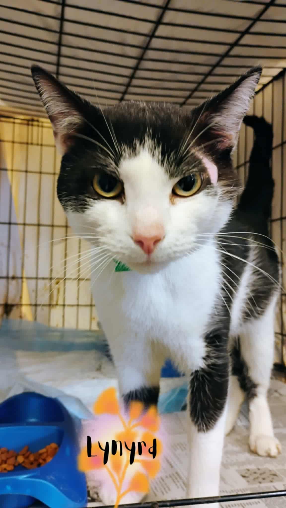Lynyrd, Adoptable, Young Male Domestic Short Hair.