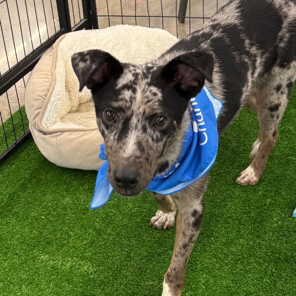 Enlarge Pinto, a Adoptable mixed breed in San Jacinto, CA image 1/6