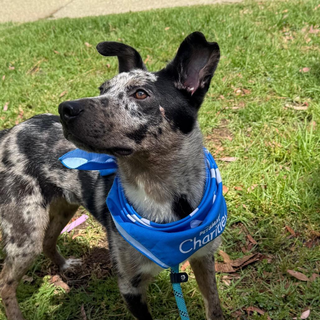 Enlarge Pinto, a Adoptable mixed breed in San Jacinto, CA image 2/6