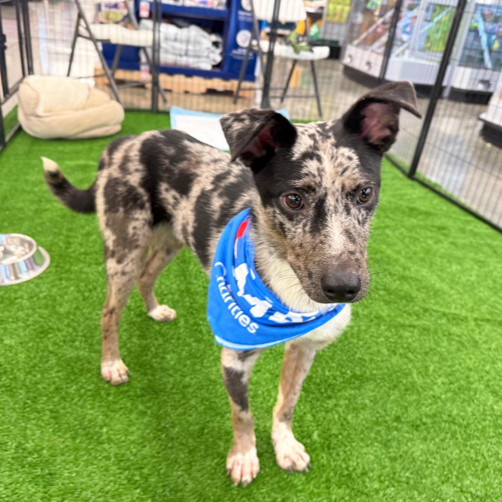 Enlarge Pinto, a Adoptable mixed breed in San Jacinto, CA image 3/6