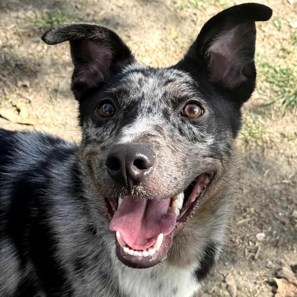 Enlarge Pinto, a Adoptable mixed breed in San Jacinto, CA image 5/6