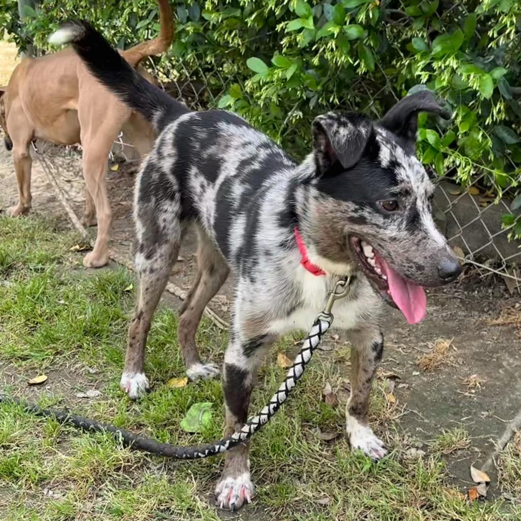 Enlarge Pinto, a Adoptable mixed breed in San Jacinto, CA image 6/6