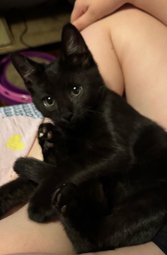 Jordan, Adoptable, Kitten Male Domestic Short Hair.