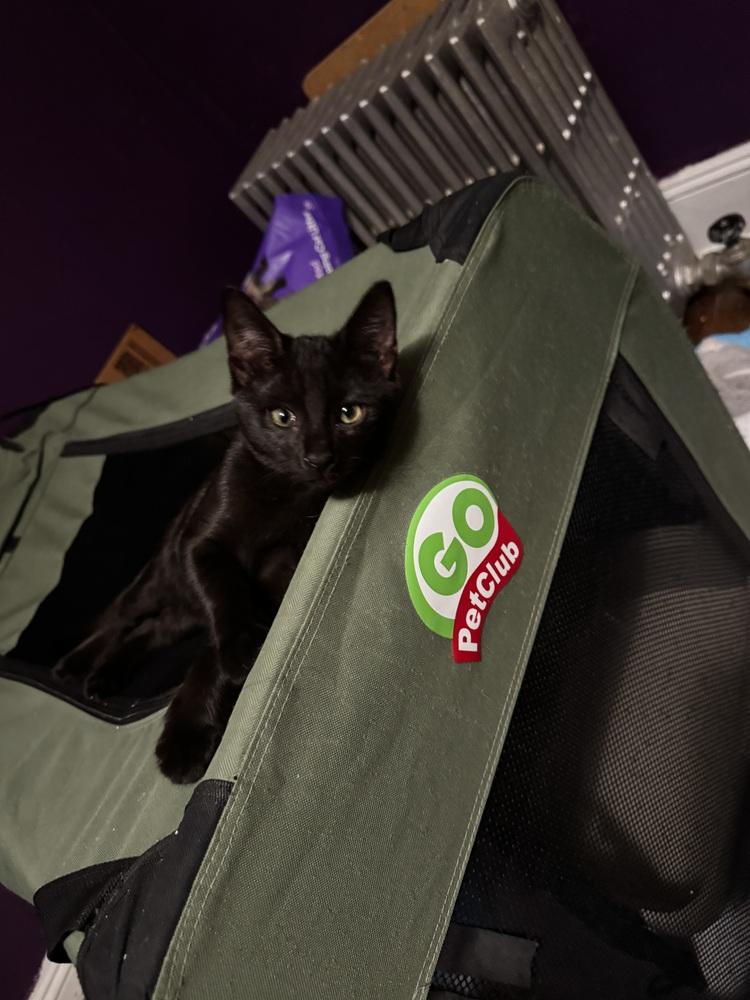 Enlarge Jordan, a Adoptable mixed breed in Olyphant, PA image 2/5