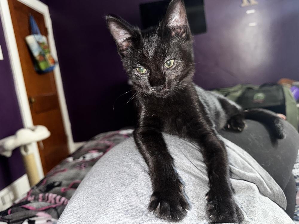 Enlarge Jordan, a Adoptable mixed breed in Olyphant, PA image 3/5