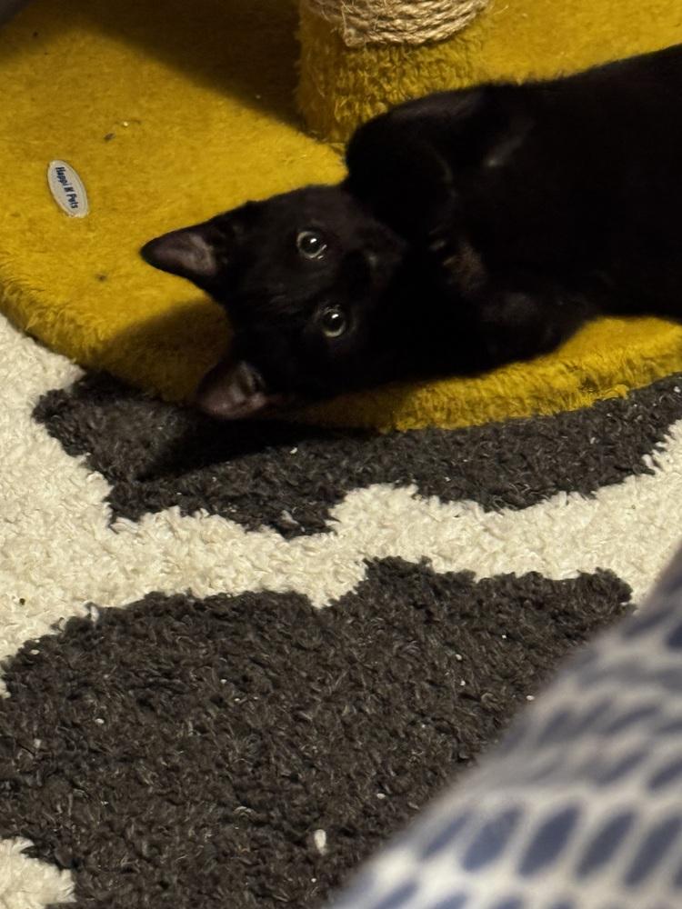 Enlarge Jordan, a Adoptable mixed breed in Olyphant, PA image 4/5