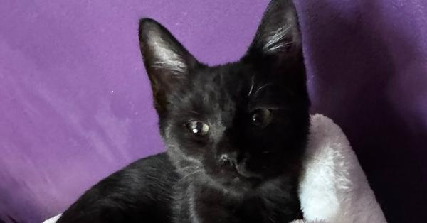 Enlarge Jordan, a Adoptable mixed breed in Olyphant, PA image 5/5