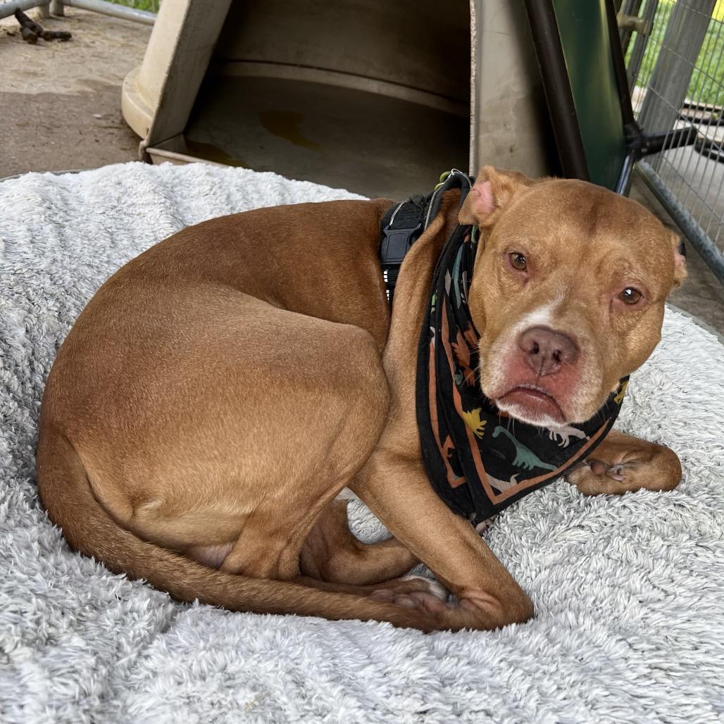 Socko, Adoptable, Adult Male Pit Bull Terrier.