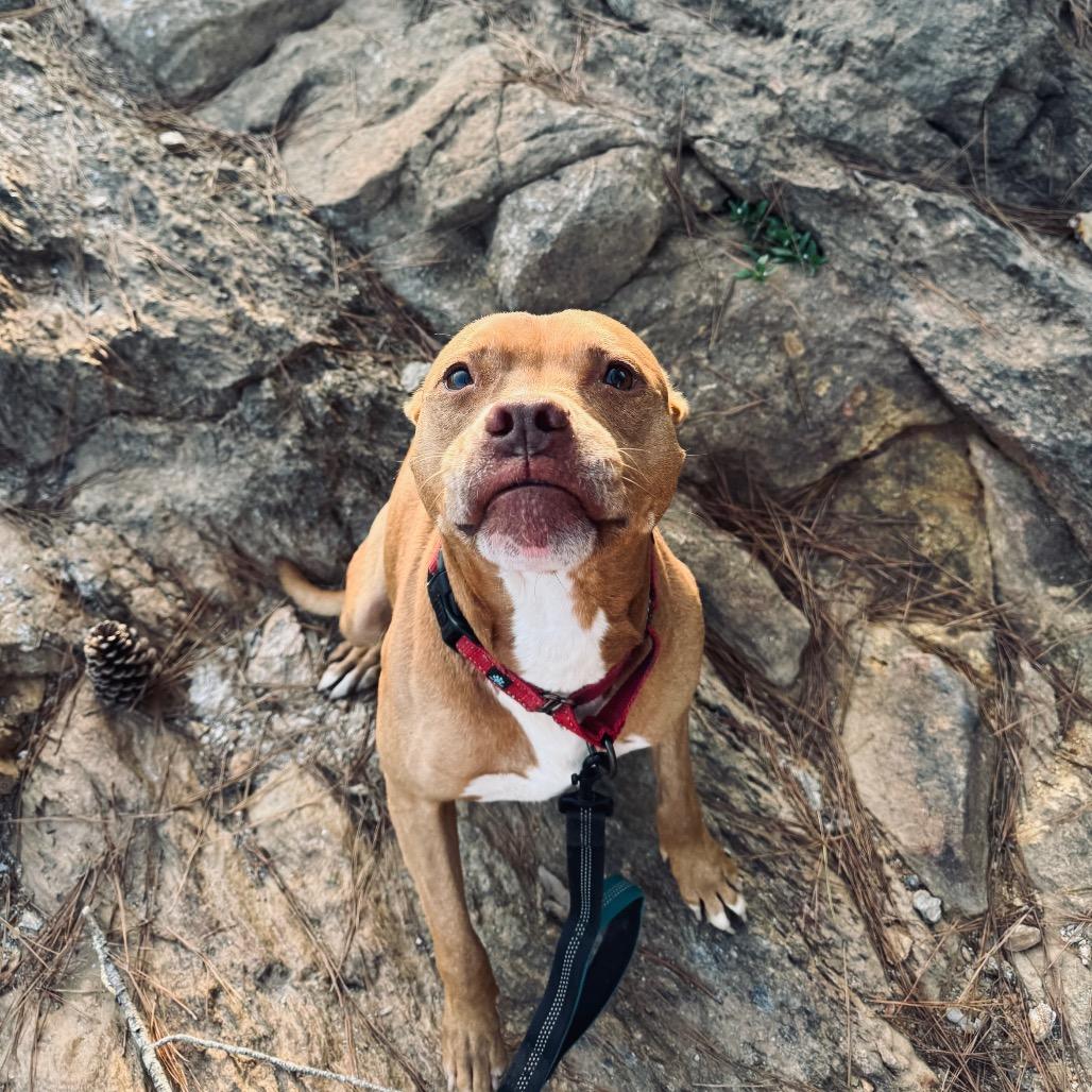 Socko, a Adoptable Pit Bull Terrier in Blairsville, GA image 2/6