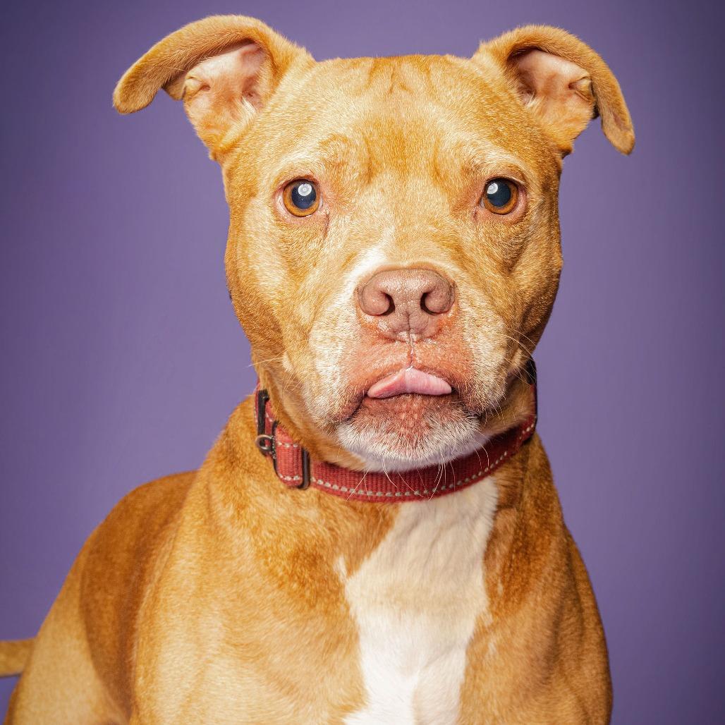 Socko, a Adoptable Pit Bull Terrier in Blairsville, GA image 3/6