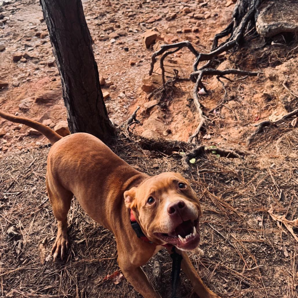 Socko, a Adoptable Pit Bull Terrier in Blairsville, GA image 4/6