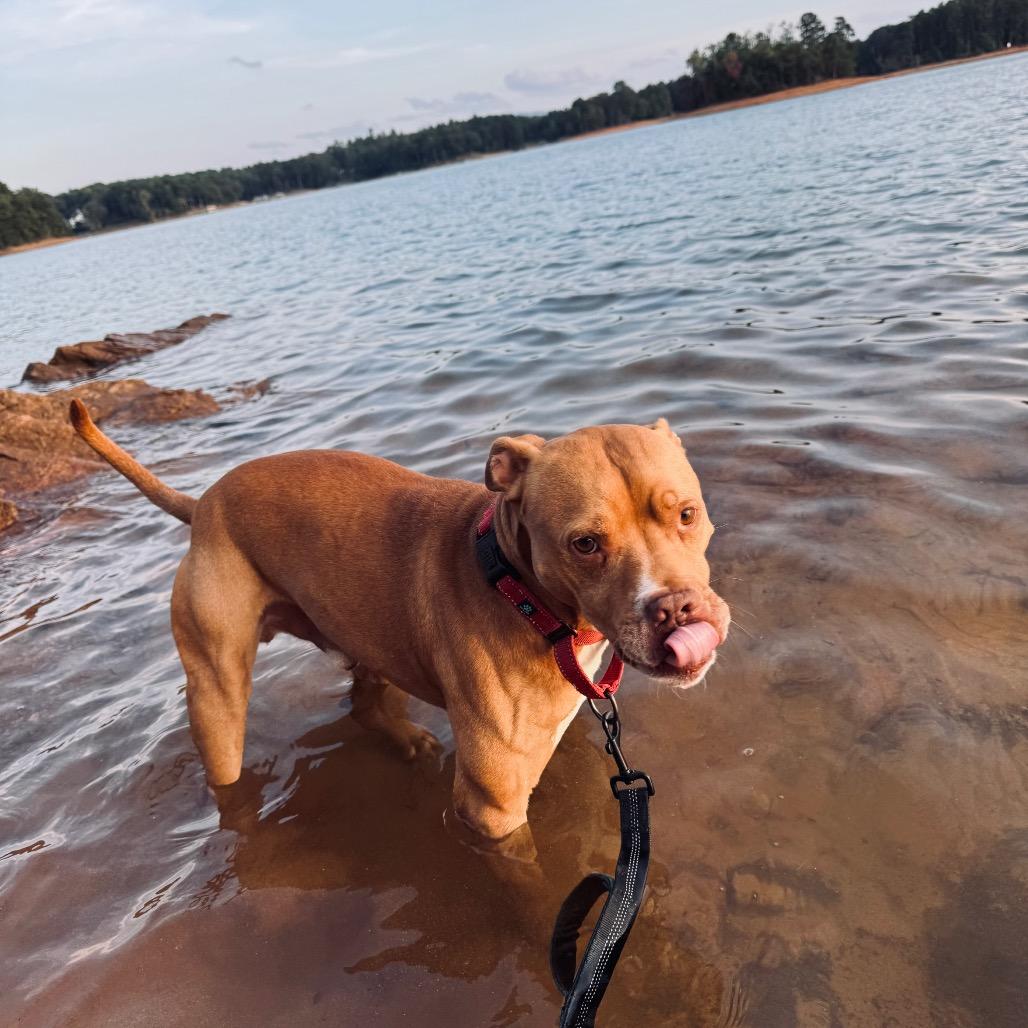 Socko, a Adoptable Pit Bull Terrier in Blairsville, GA image 5/6