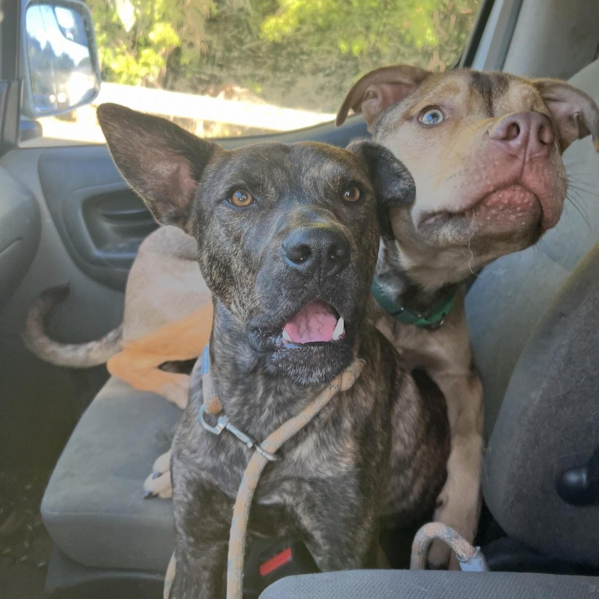 Chief, ADOPTABLE, Puppy Male Husky.