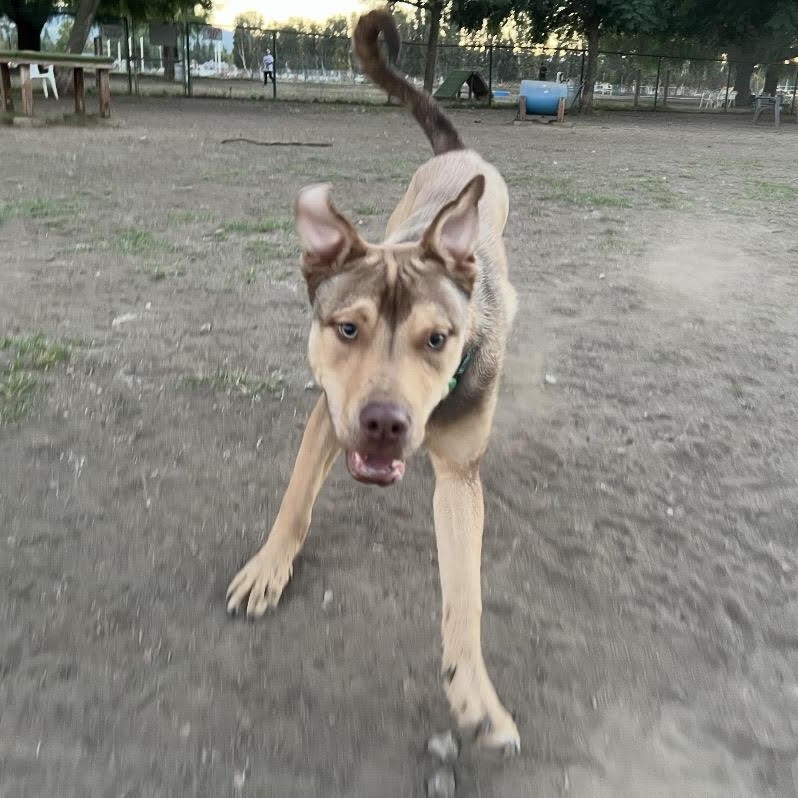 Chief, a ADOPTABLE mixed breed in Tarzana, CA image 2/5