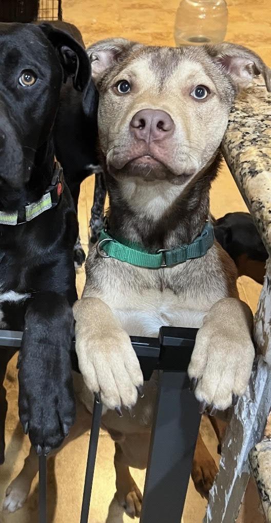 Chief, ADOPTABLE, Puppy Male Husky.