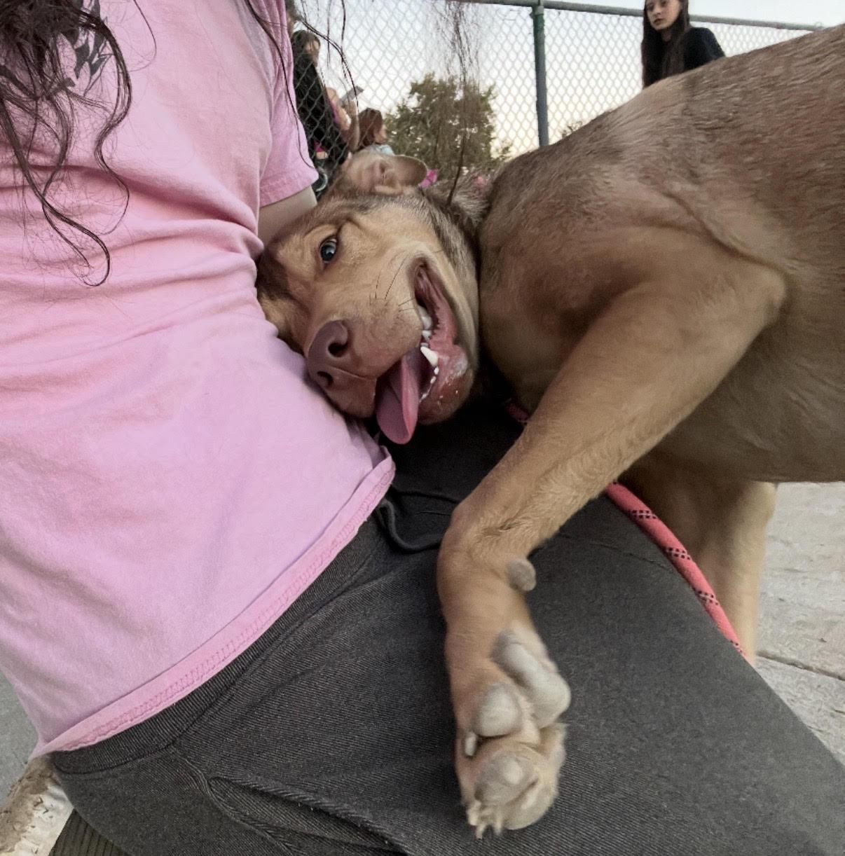 Chief, a ADOPTABLE mixed breed in Tarzana, CA image 4/5