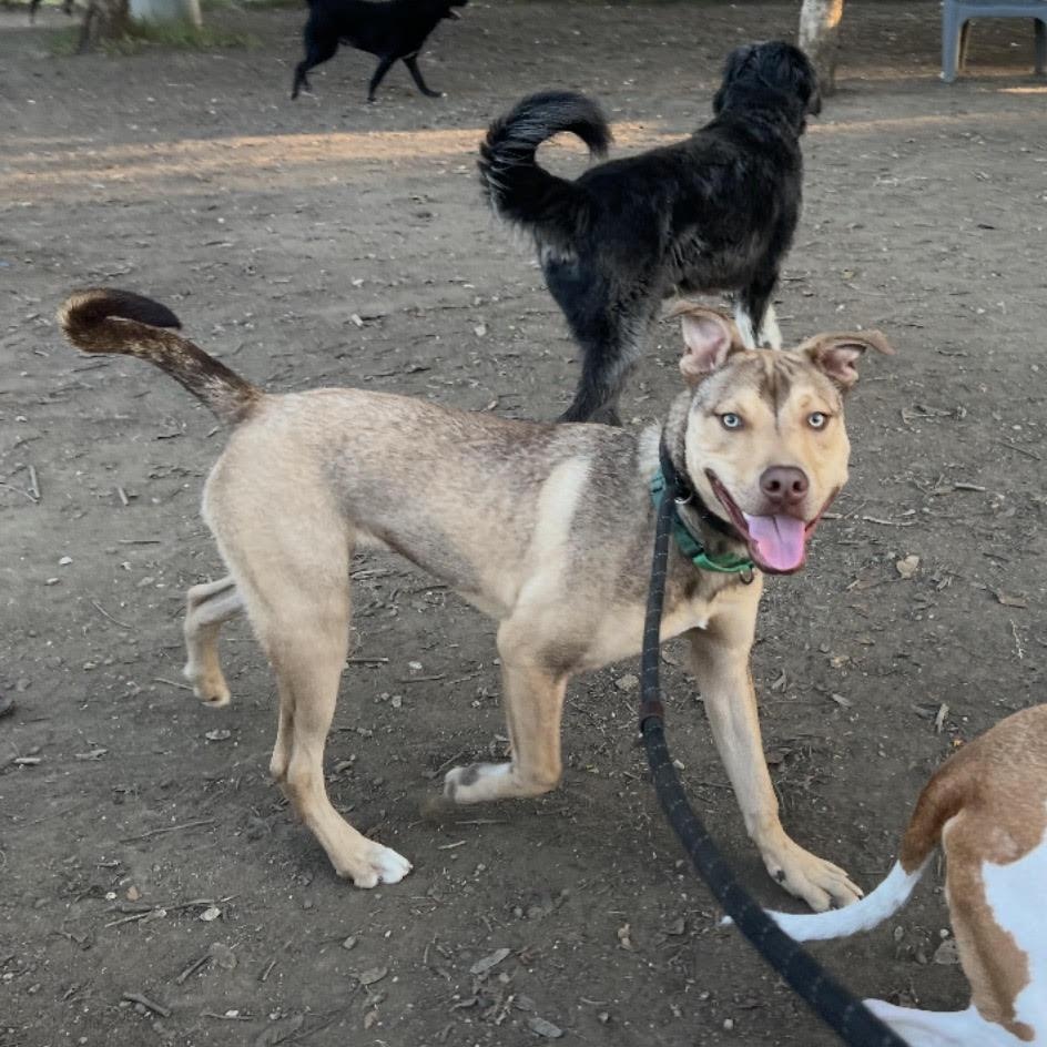 Chief, a ADOPTABLE mixed breed in Tarzana, CA image 5/5