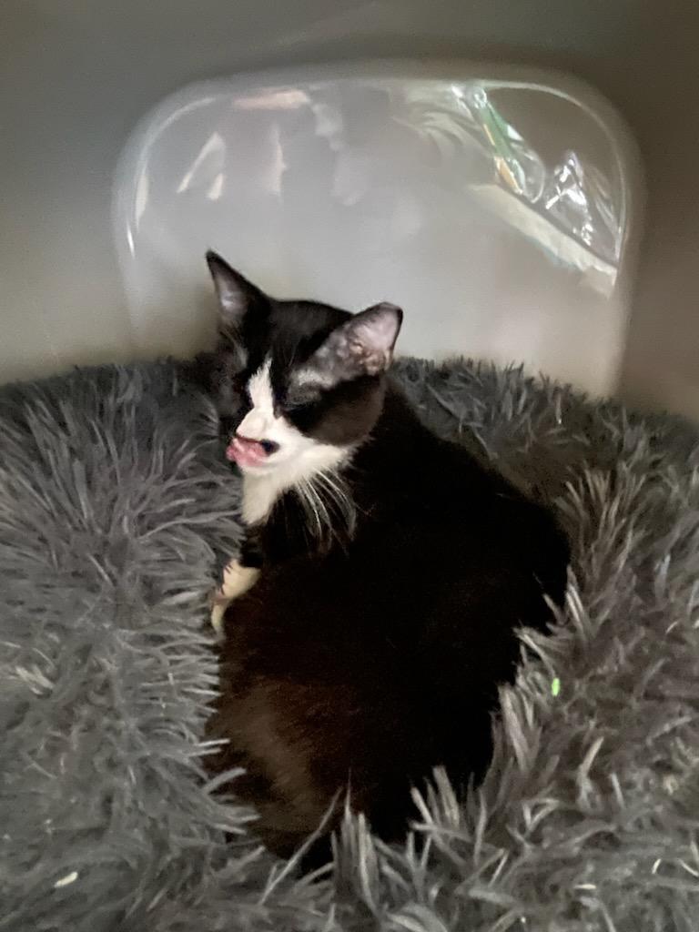 Enlarge BART & Lisa, a ADOPTABLE Domestic Short Hair in Gig Harbor, WA image 2/4