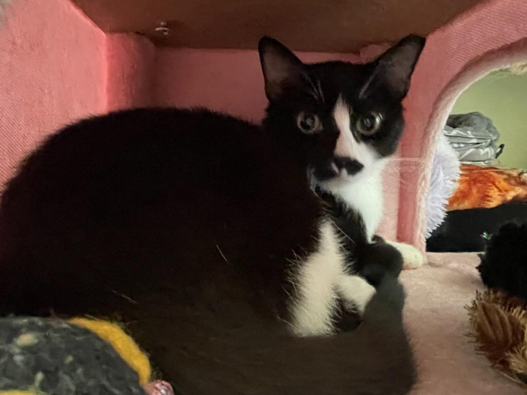 Enlarge BART & Lisa, a ADOPTABLE Domestic Short Hair in Gig Harbor, WA image 1/4