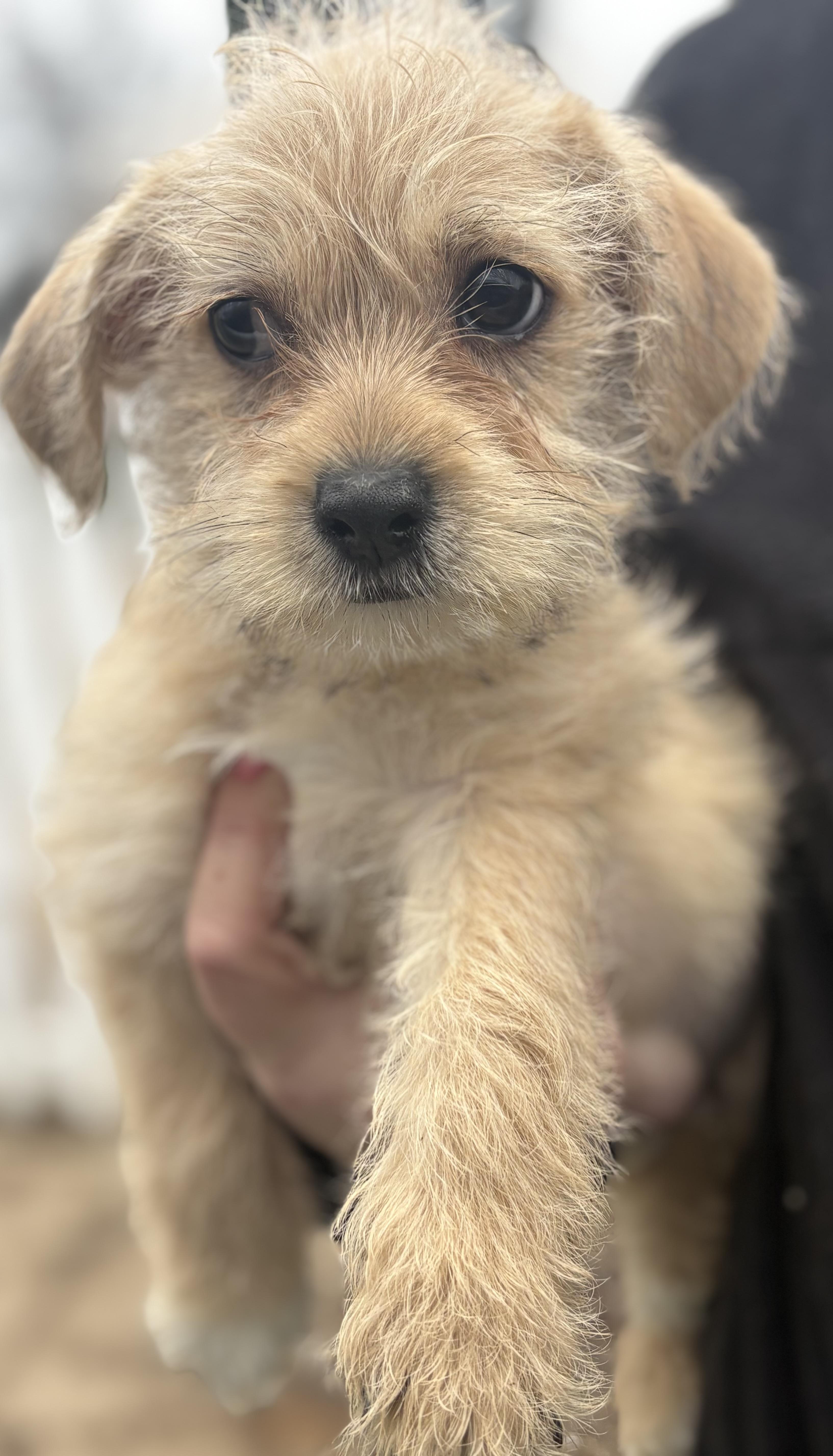 Teddy, Adoptable, Puppy Male Terrier & Shih Tzu.