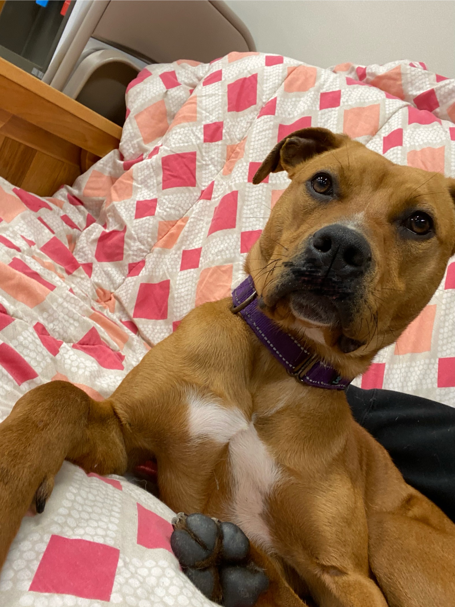 Dog for adoption Daisy, a Mixed Breed in Paris, ME Petfinder