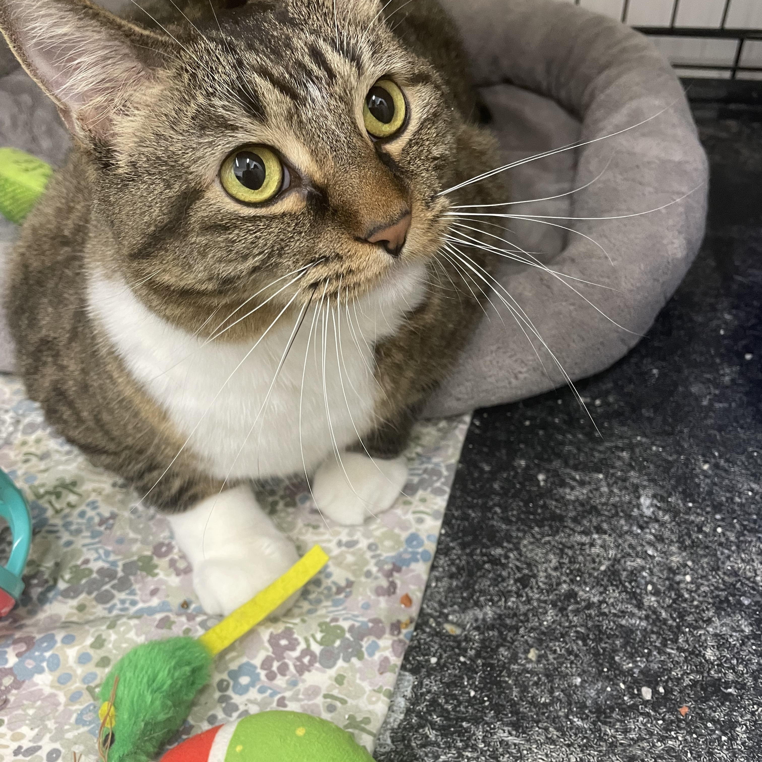 Izzy Belle, an adoptable Tiger, Tuxedo in Le Mars, IA, 51031 | Photo Image 3