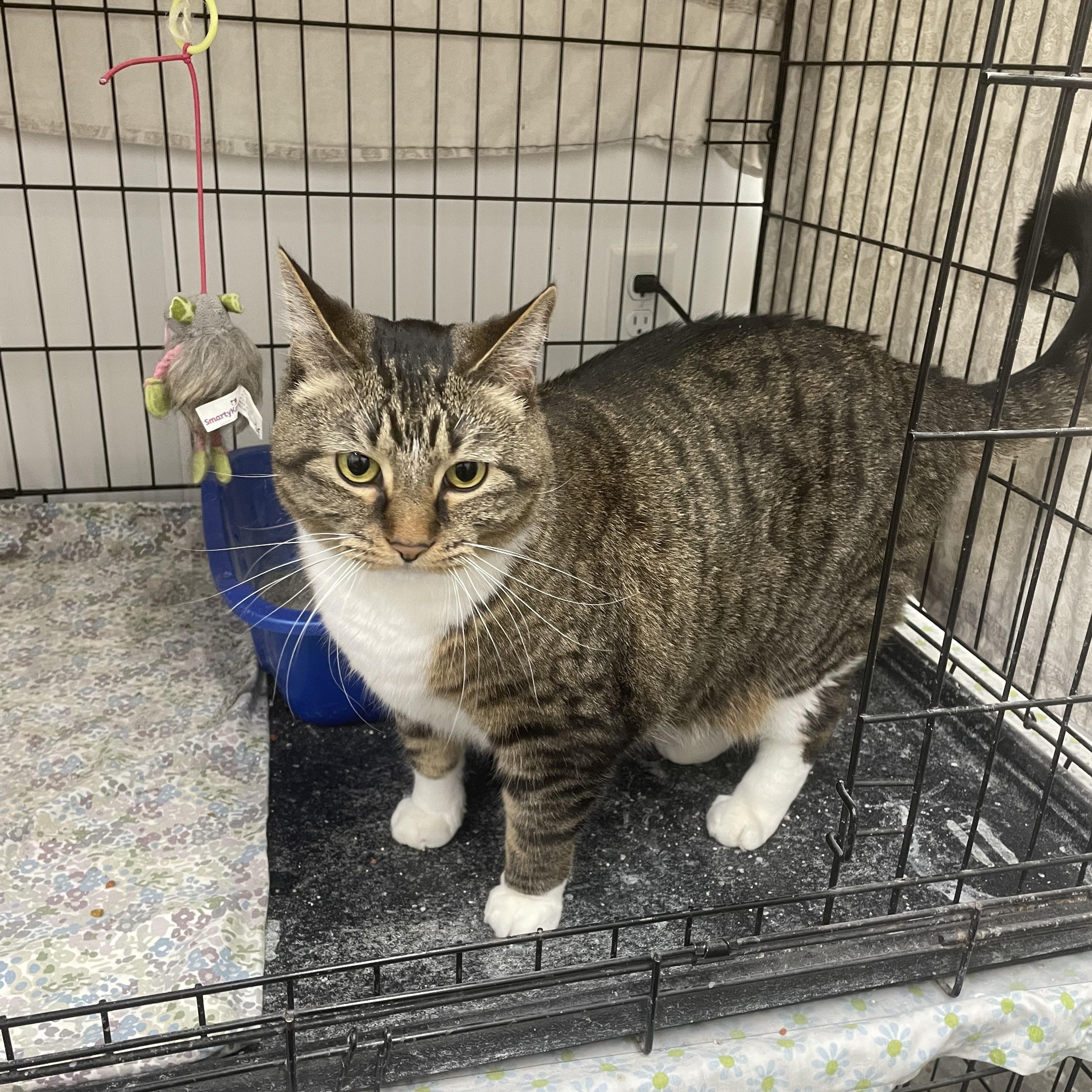 Izzy Belle, a Adoptable mixed breed in Le Mars, IA image 2/5