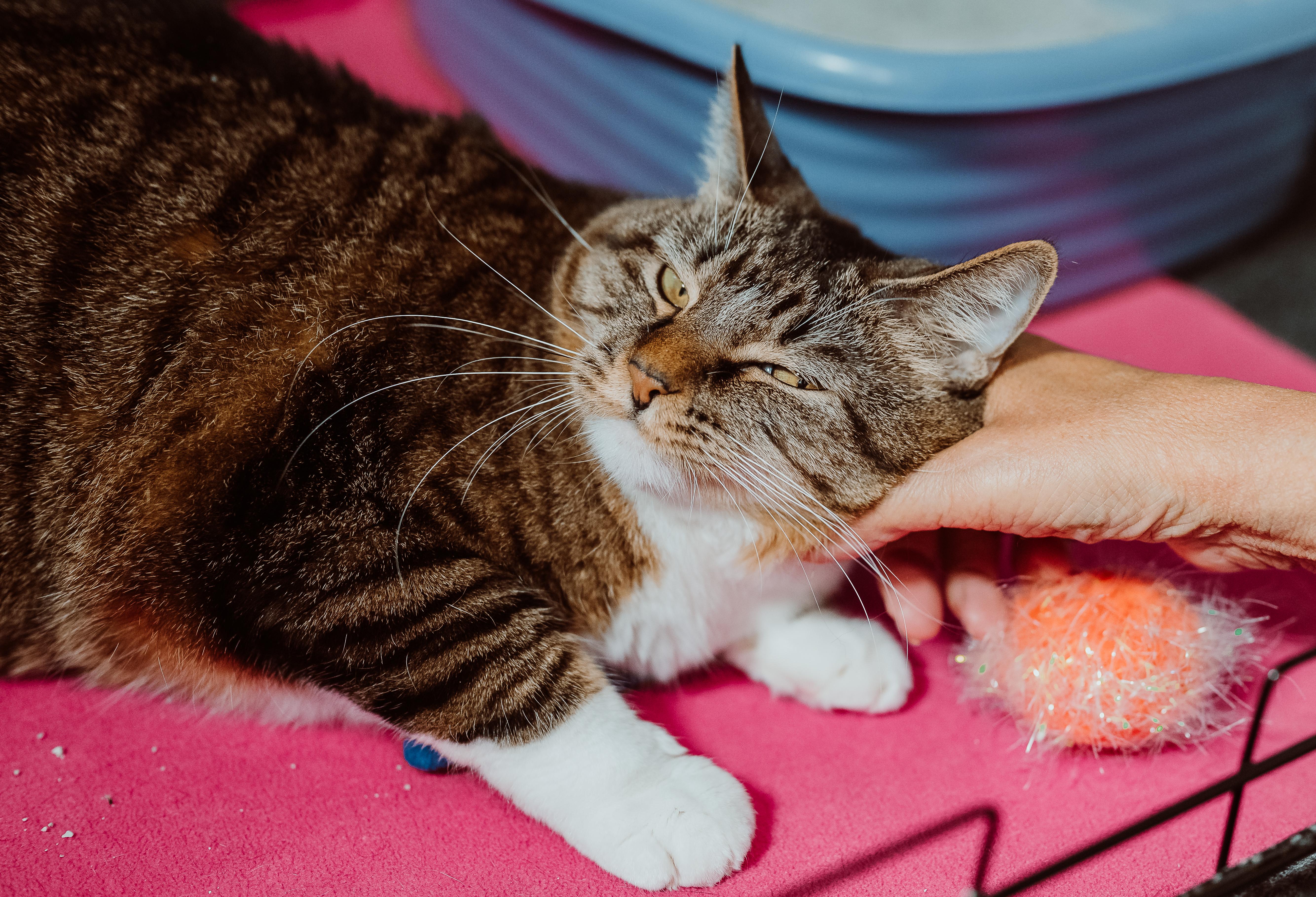 Izzy Belle, an adoptable Tiger, Tuxedo in Le Mars, IA, 51031 | Photo Image 1