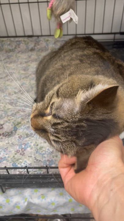 Enlarge Izzy Belle, a Adoptable mixed breed in Le Mars, IA video 4/5