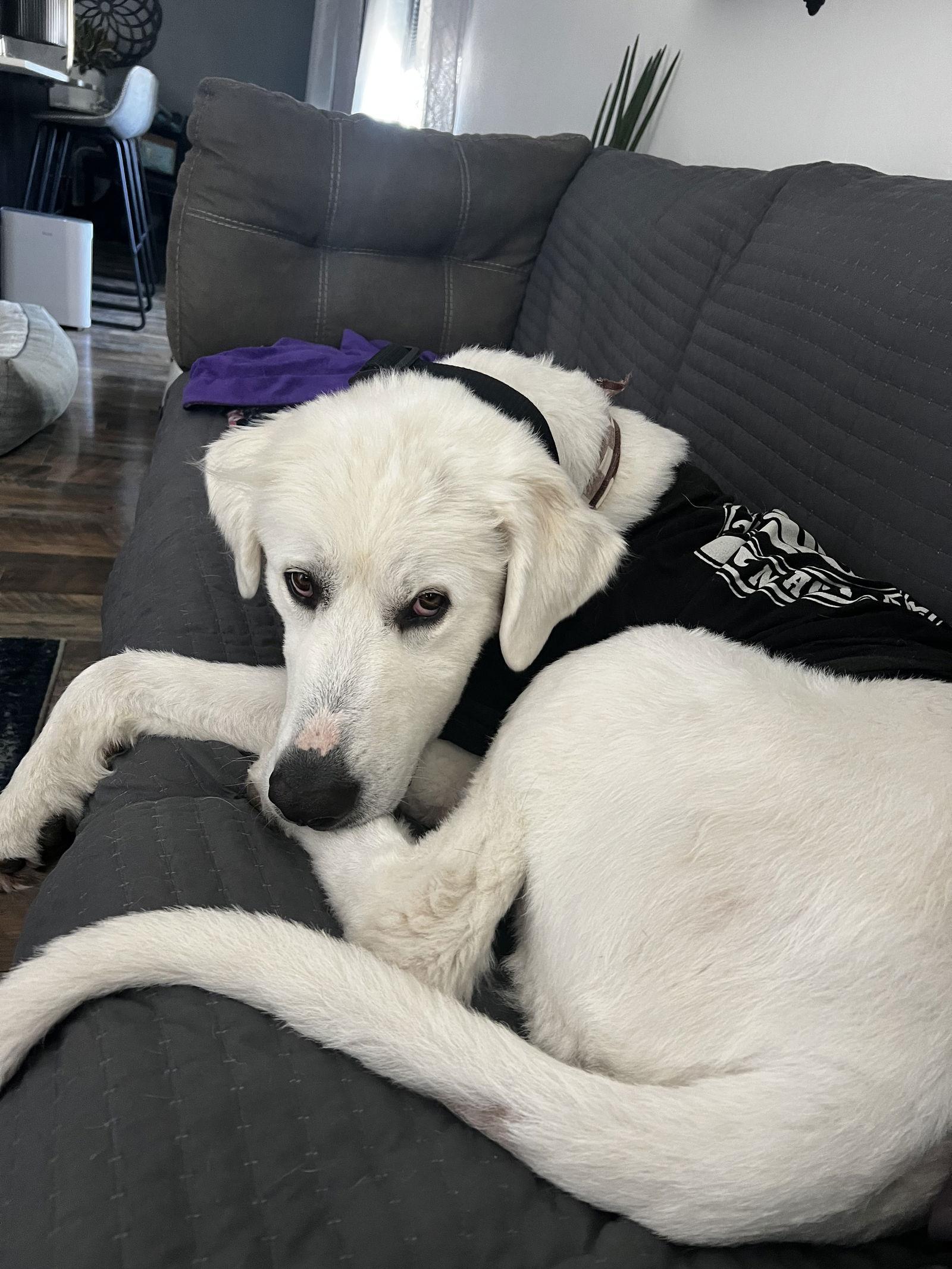 Denali, Adoptable, Adult Male Great Pyrenees.