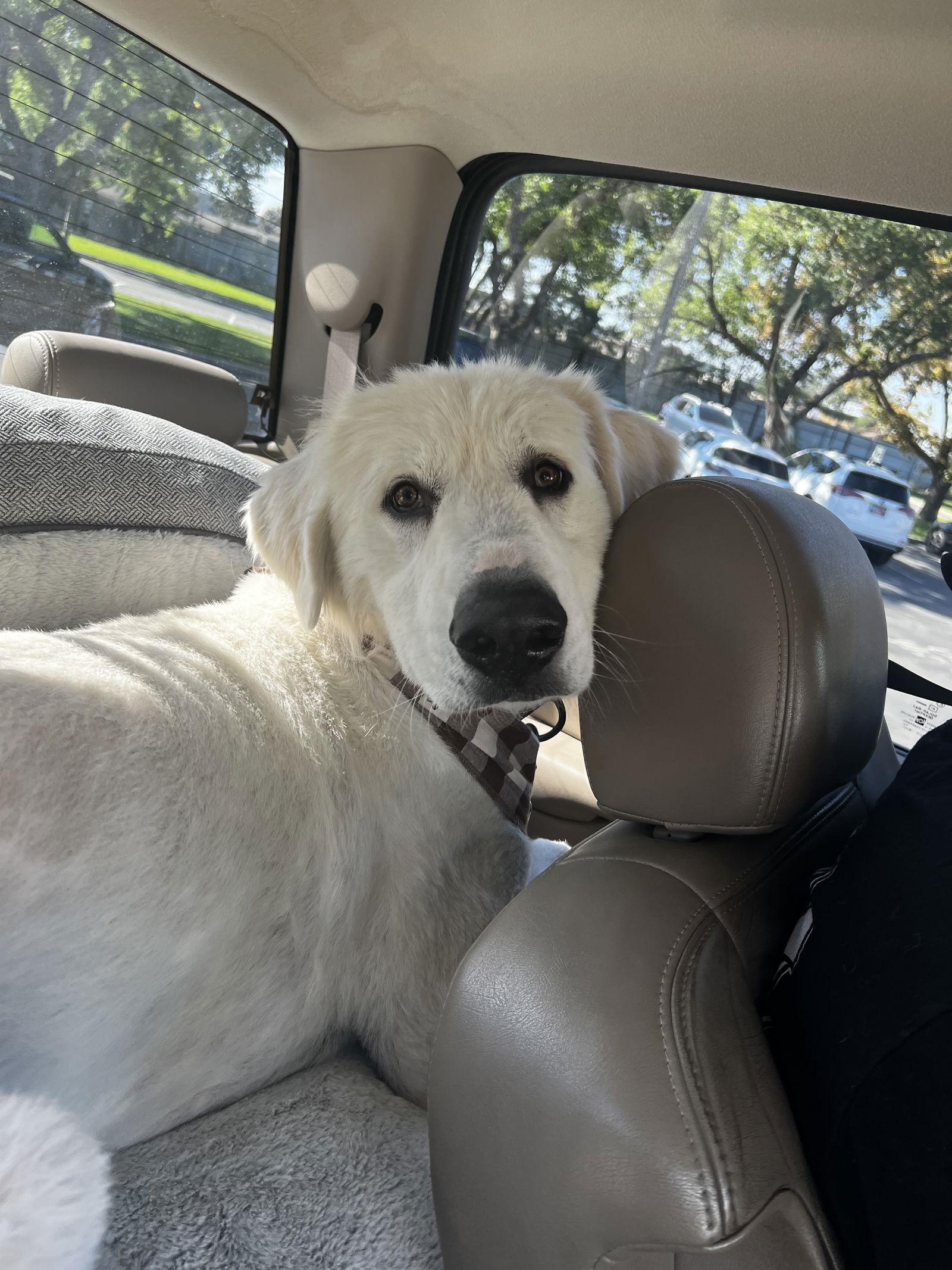 Denali, a Adoptable Great Pyrenees in Bountiful, UT image 2/3