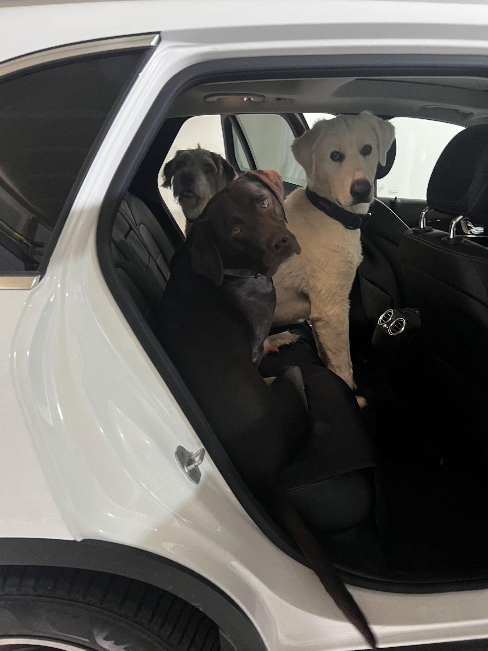 Denali, a Adoptable Great Pyrenees in Bountiful, UT image 3/3