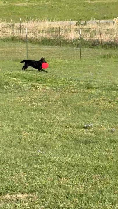 Enlarge Chopper - Seeking Foster or Adopter, a Adoptable Border Collie in Brattleboro , VT video 3/3