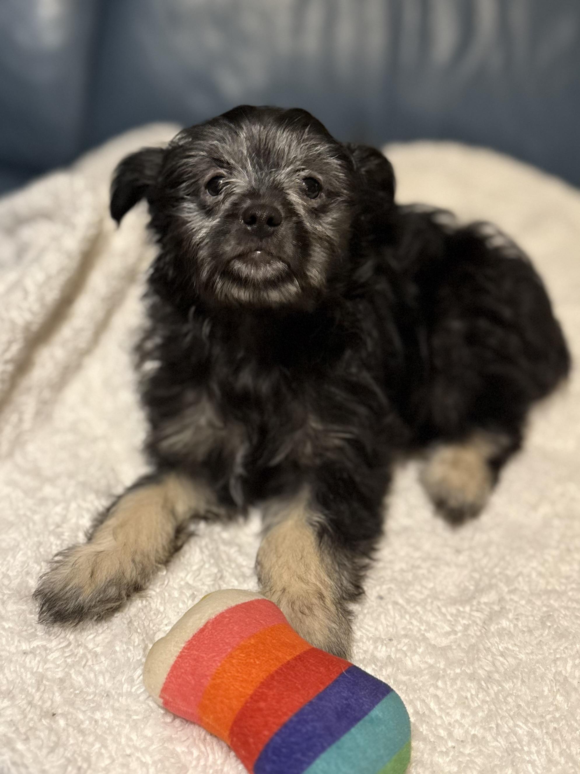 Enlarge Greta, an adopted mixed breed in Pluckemin, NJ image 4/6