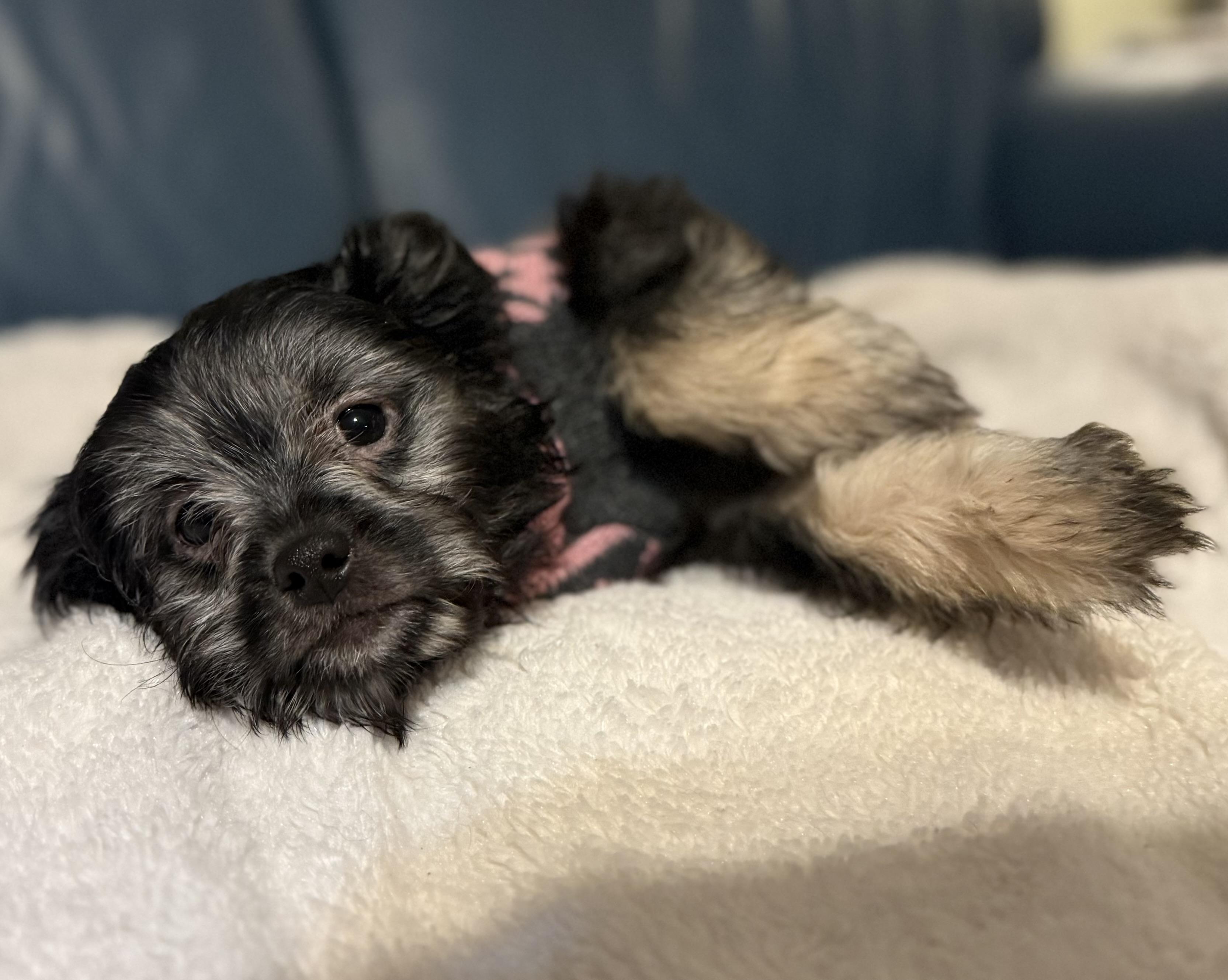 Enlarge Greta, an adopted mixed breed in Pluckemin, NJ image 5/6