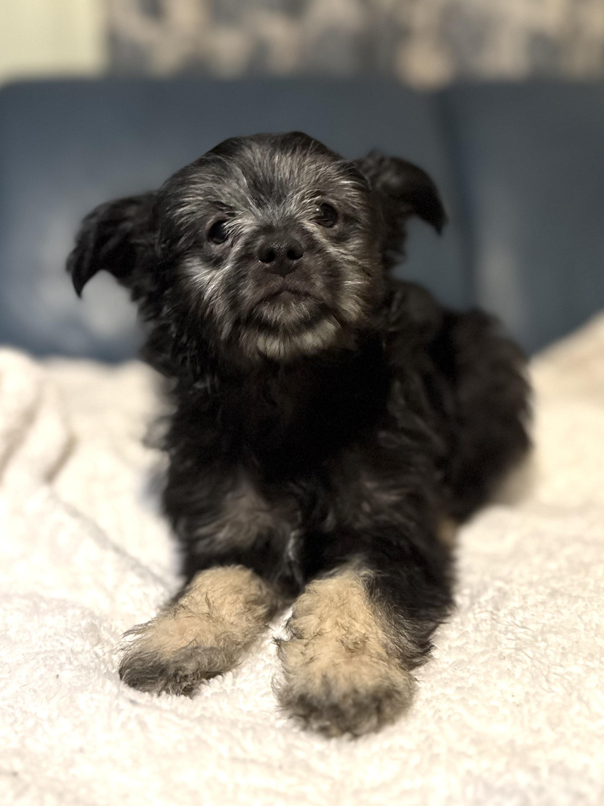 Enlarge Greta, an adopted mixed breed in Pluckemin, NJ image 2/6