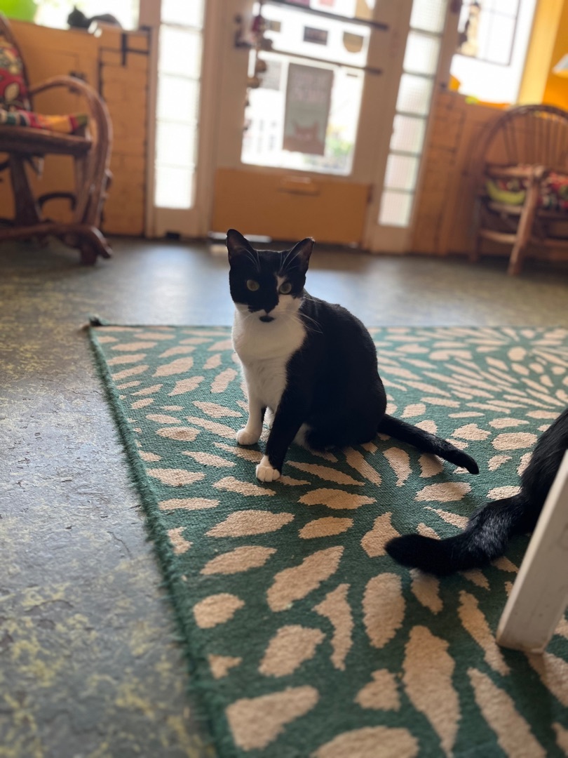 Oreo, Adoptable, Young Female Domestic Short Hair.