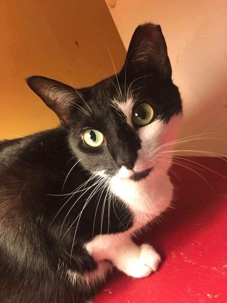 Oreo, Adoptable, Young Female Domestic Short Hair.